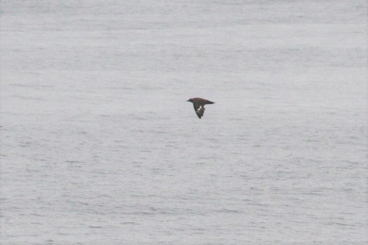 South Polar Skua - ML608839721