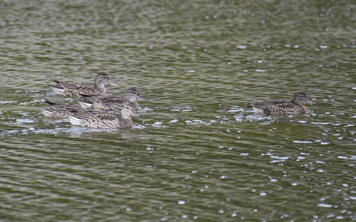 Green-winged Teal - ML608839749