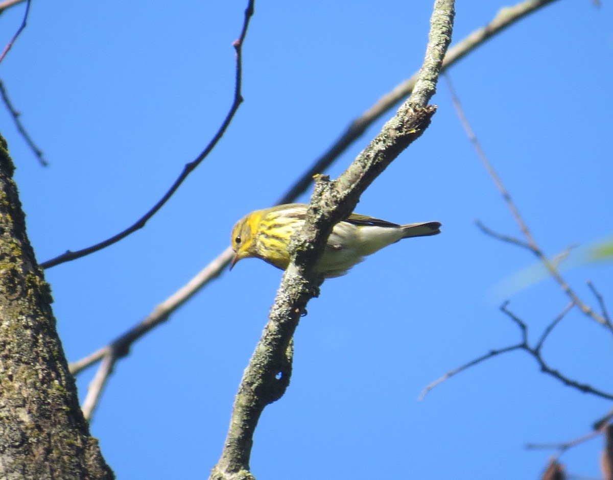 Cape May Warbler - ML608839864