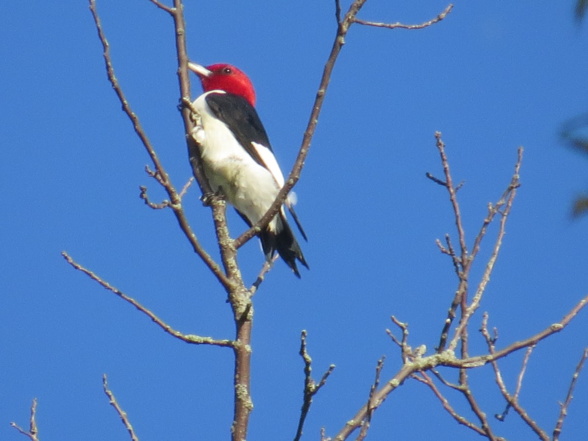 Red-headed Woodpecker - ML608839897