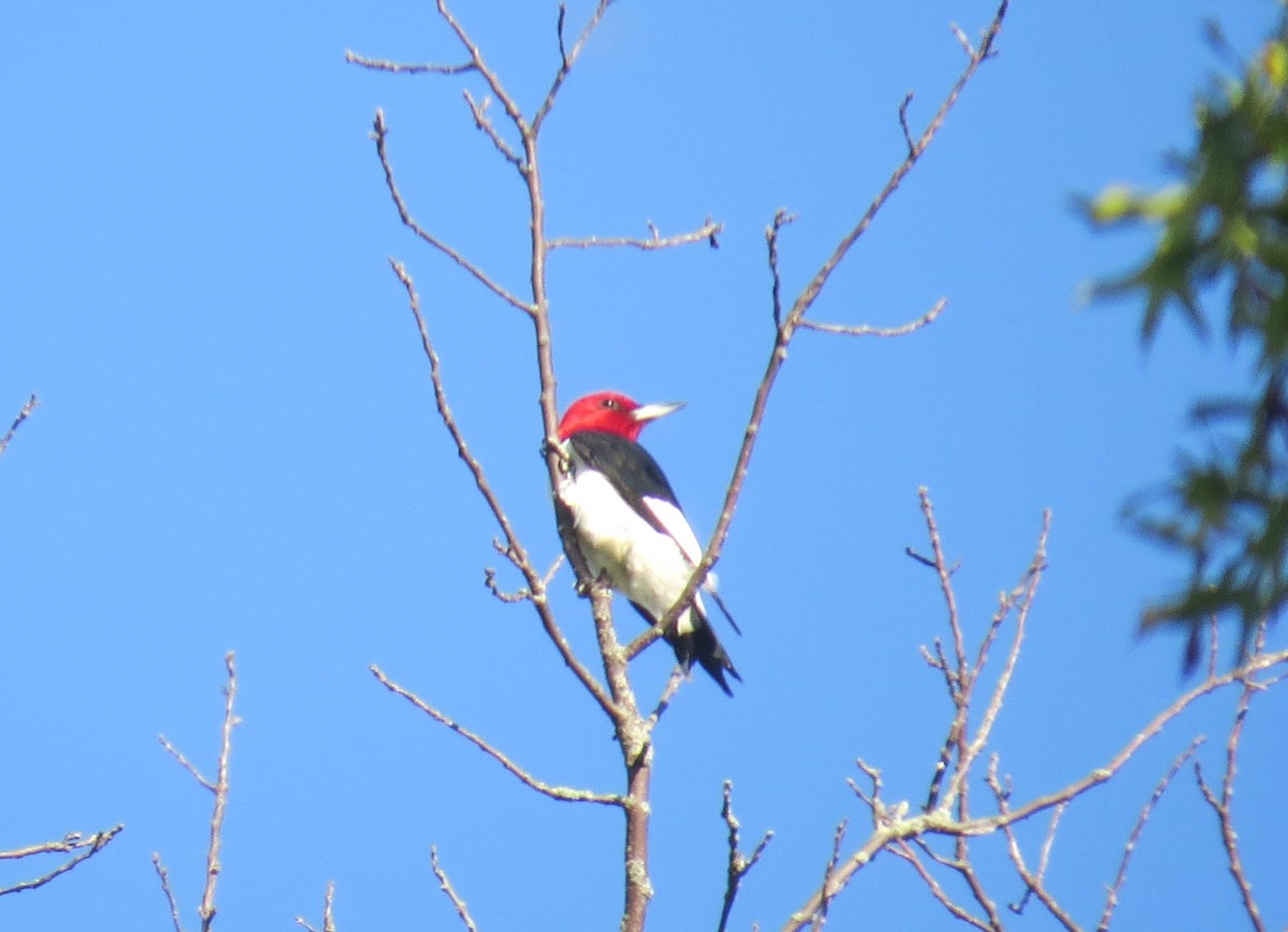 Red-headed Woodpecker - ML608839906