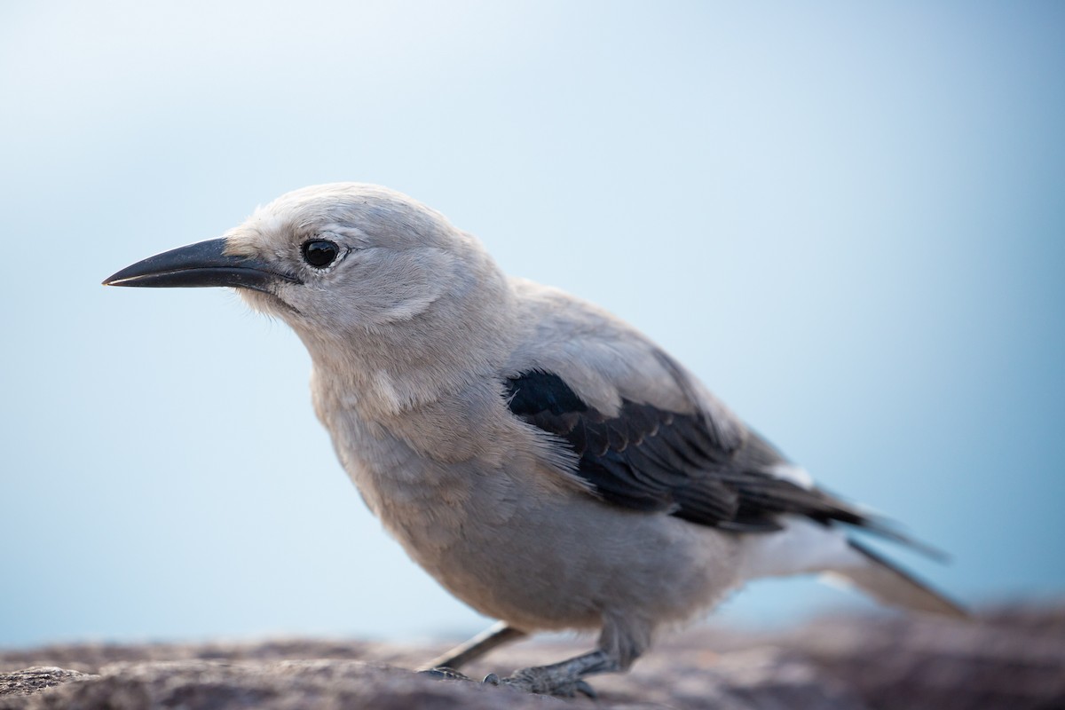 Clark's Nutcracker - Dalton Beeler