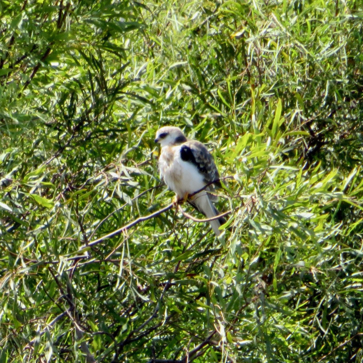 White-tailed Kite - ML608840005