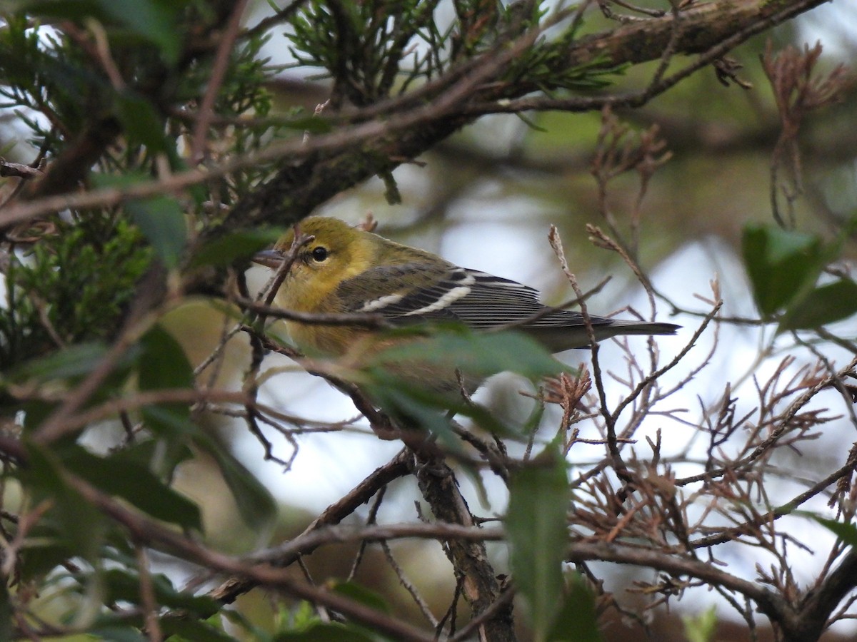 Bay-breasted Warbler - ML608840037