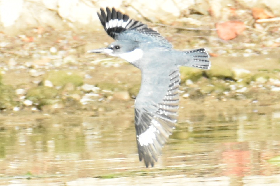 Belted Kingfisher - tim culp