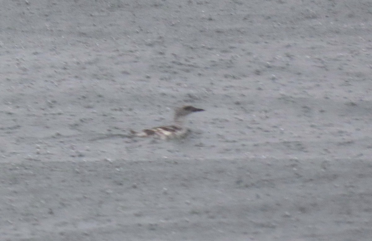 Black Guillemot - Ted Floyd