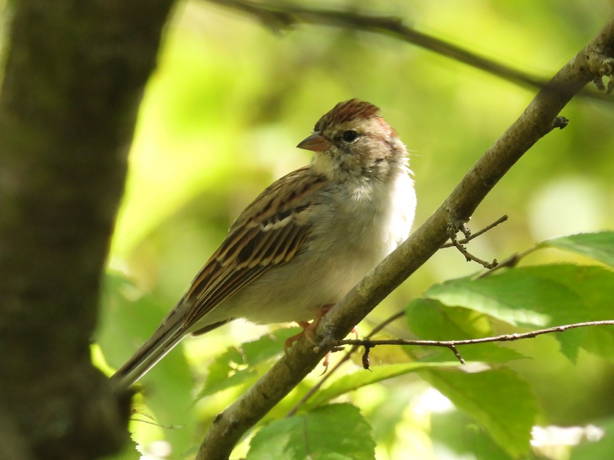 Chipping Sparrow - ML608840127