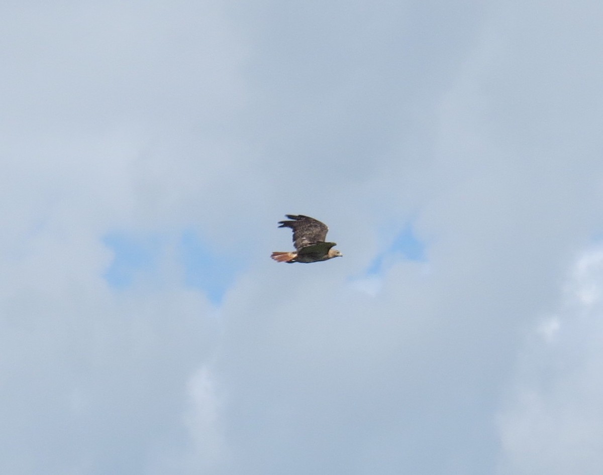 Red-tailed Hawk - ML608840144