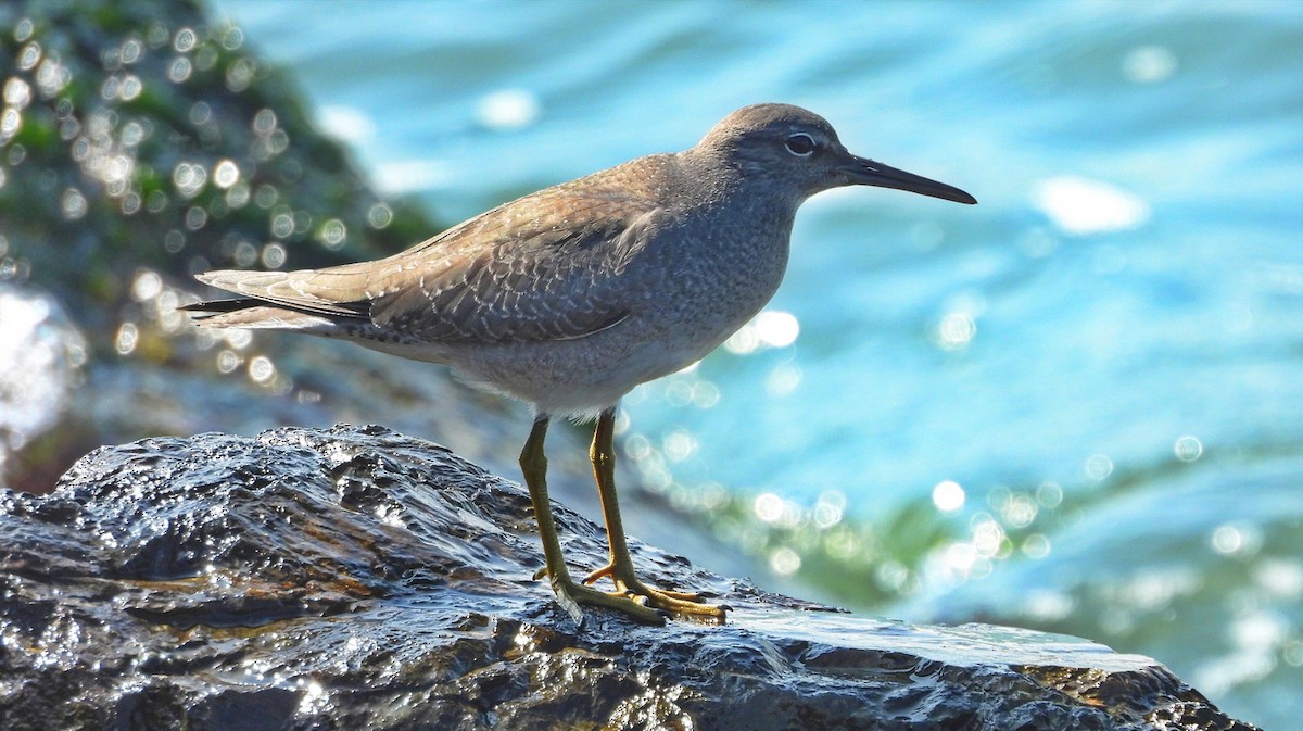 Wandering Tattler - ML608840186