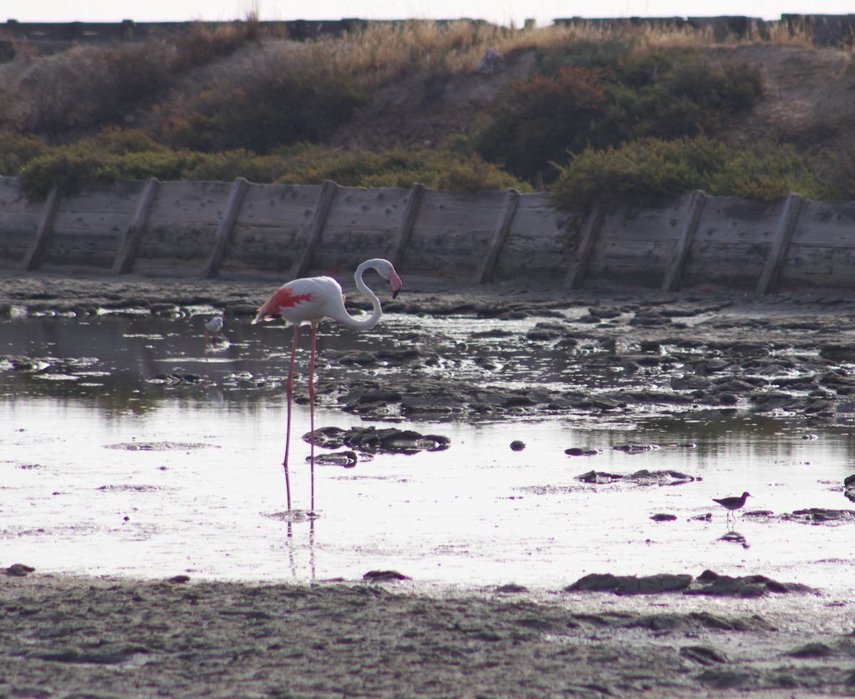 Greater Flamingo - ML608840195