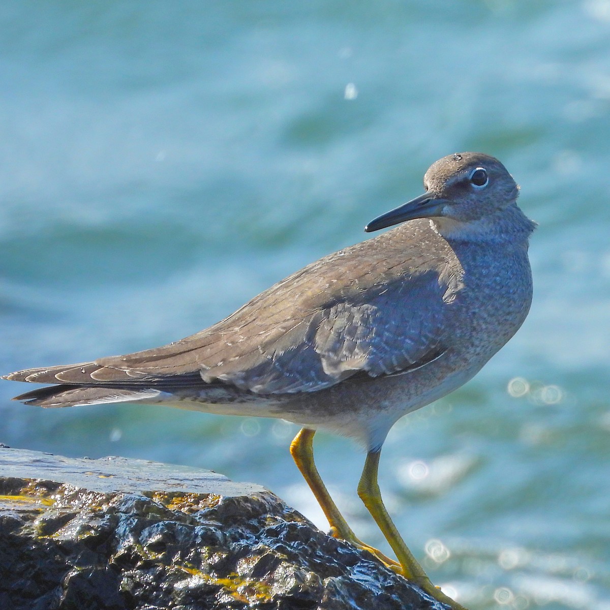 Wandering Tattler - ML608840196