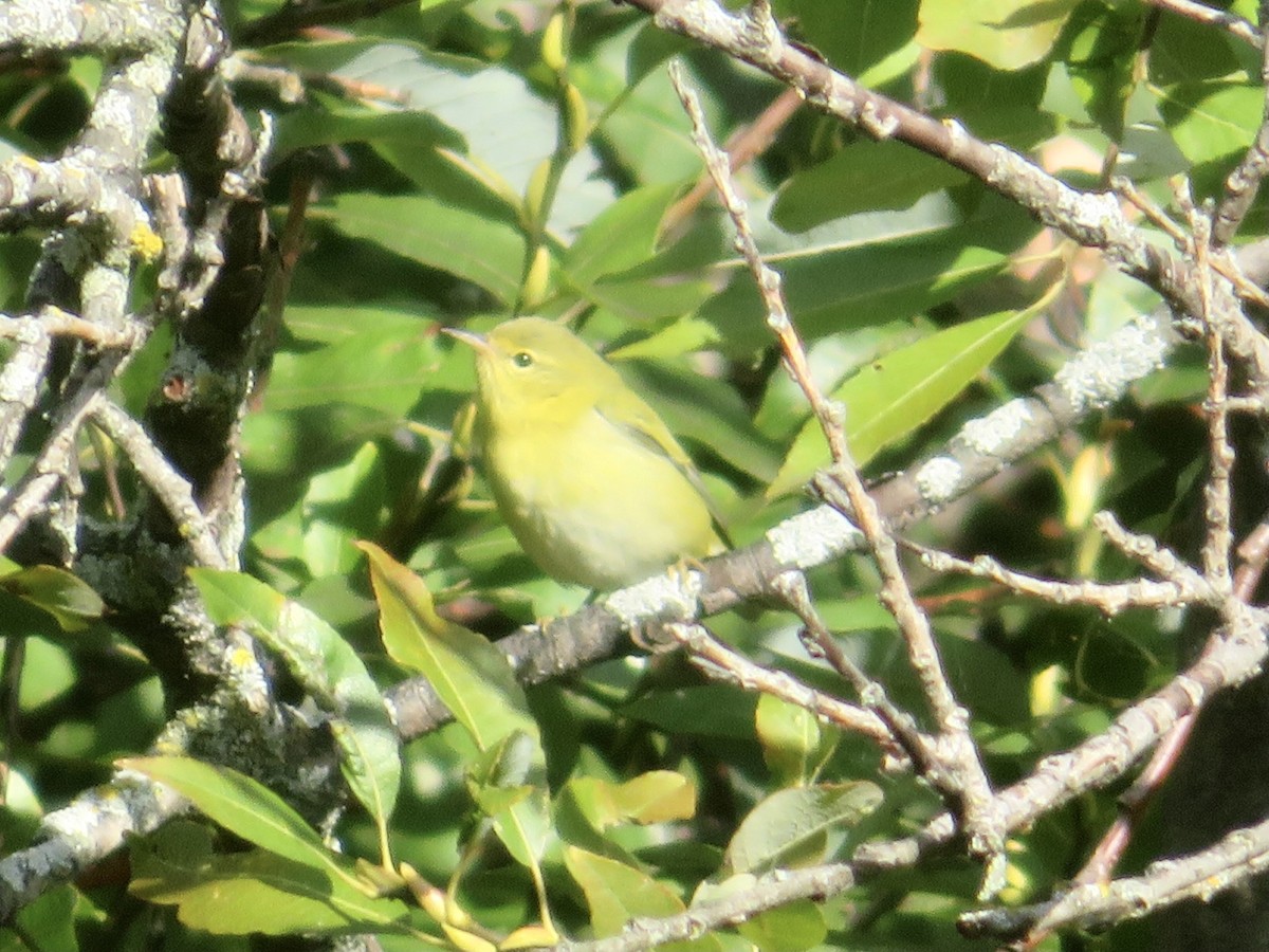 Tennessee Warbler - ML608840199