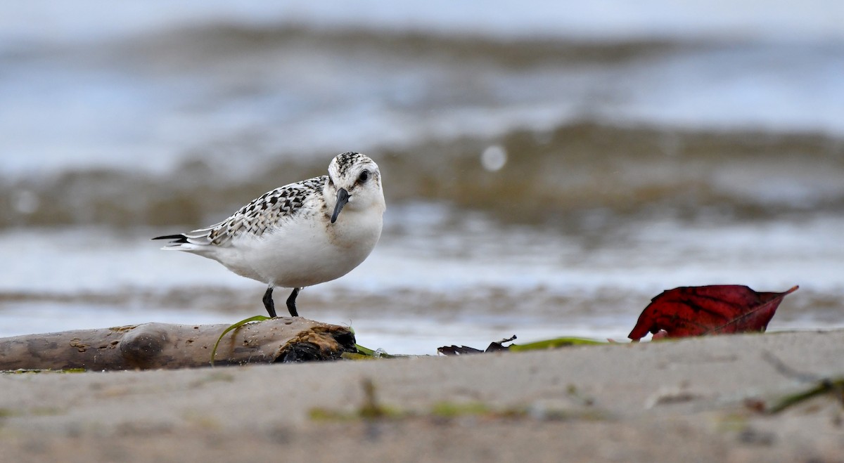 Bécasseau sanderling - ML608840248