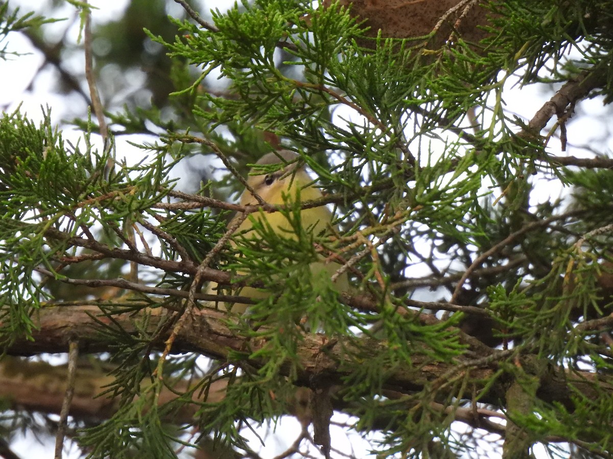 Philadelphia Vireo - ML608840261