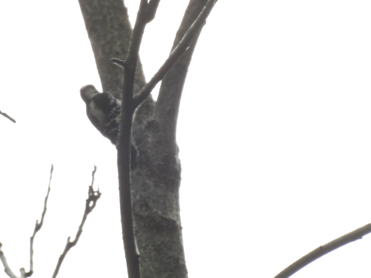 Downy Woodpecker - ML608840262
