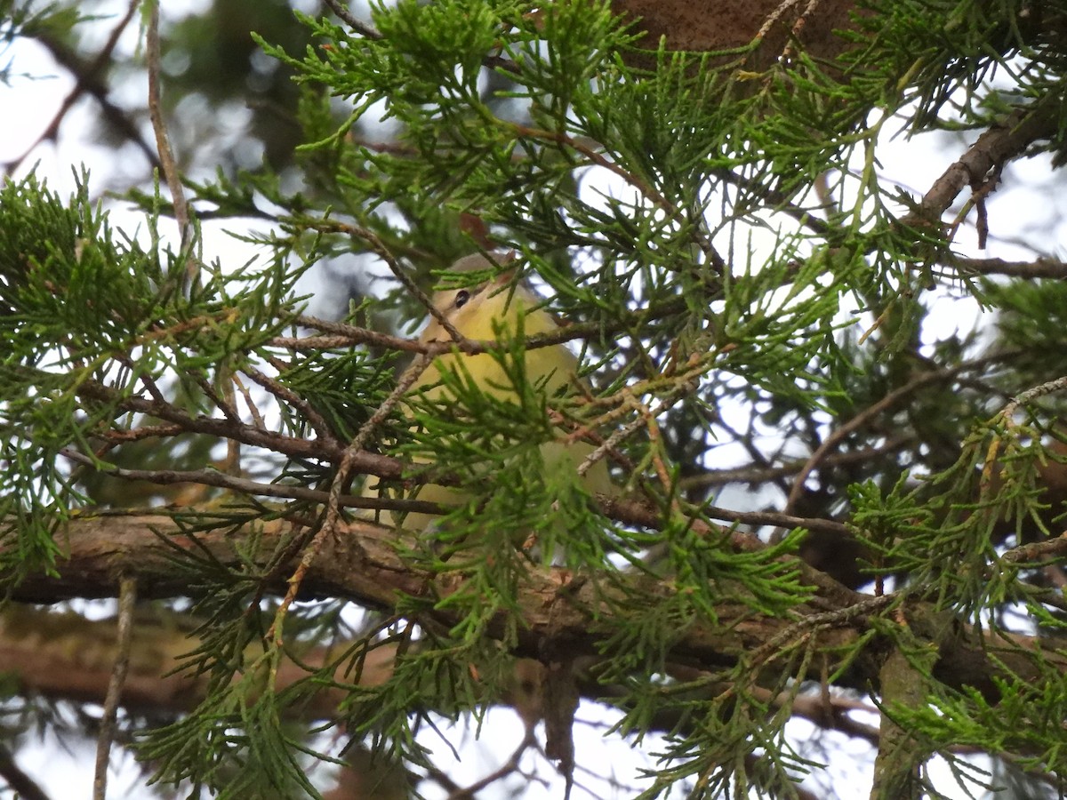 Philadelphia Vireo - ML608840270