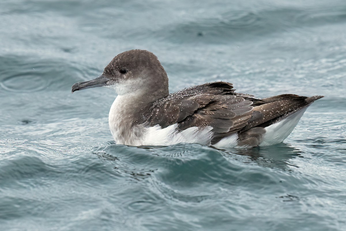 Fluttering Shearwater - ML608840282