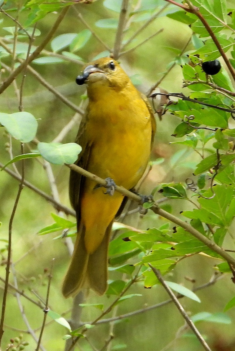 Summer Tanager - ML608840358