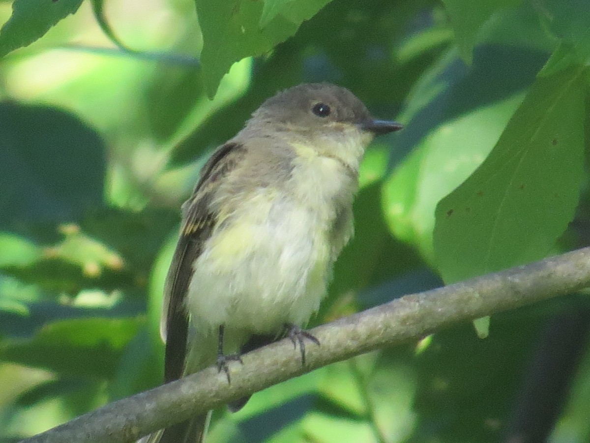 Eastern Phoebe - Ethan Maynard