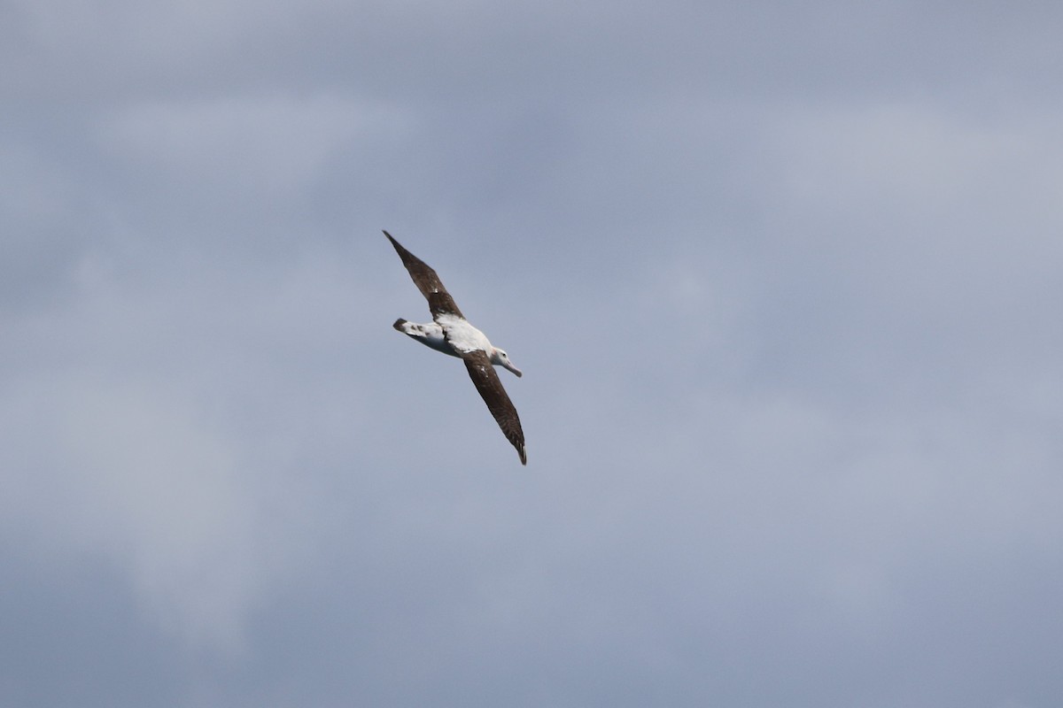 albatros stěhovavý - ML608840383