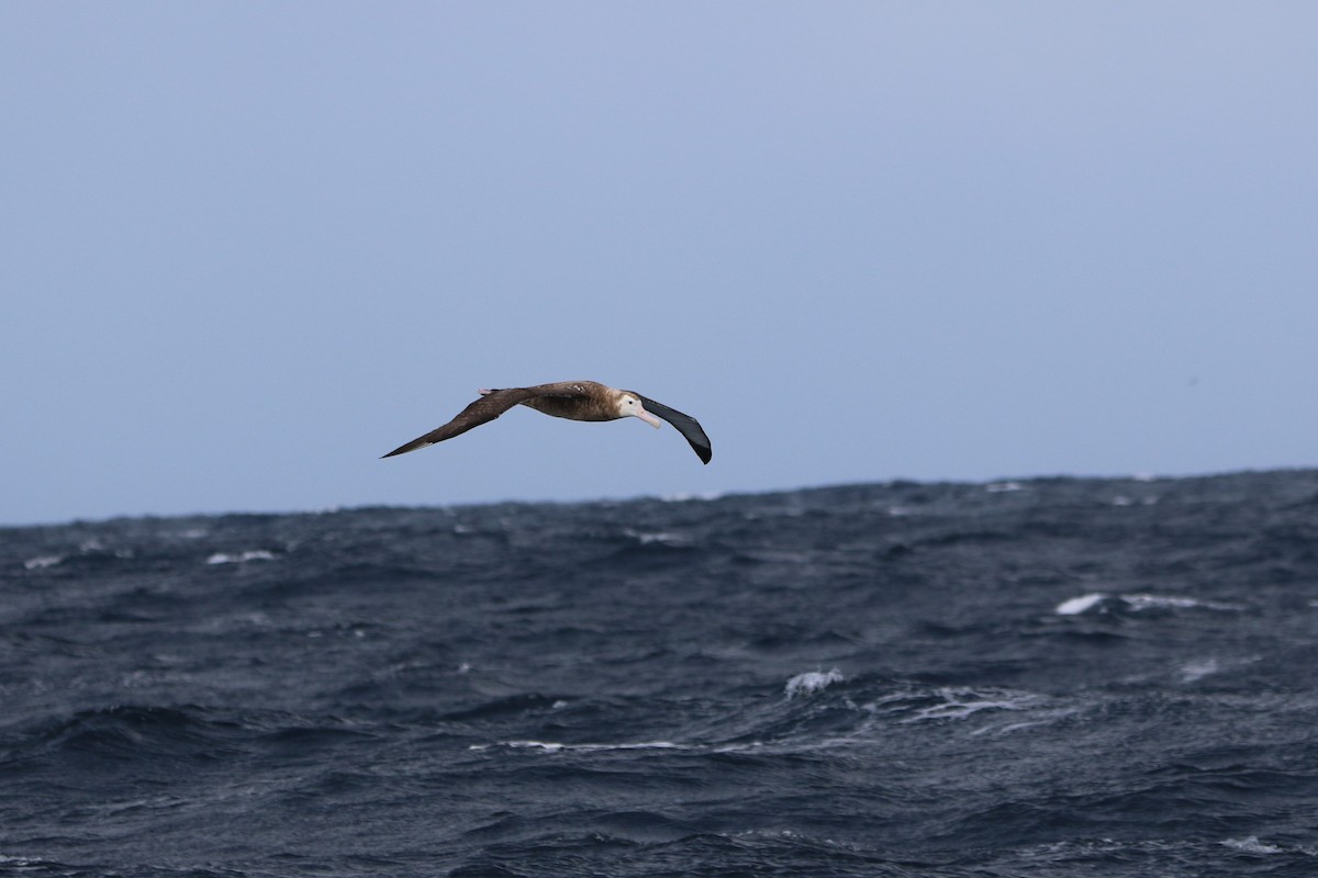 albatros jižní (ssp. antipodensis) - ML608840399