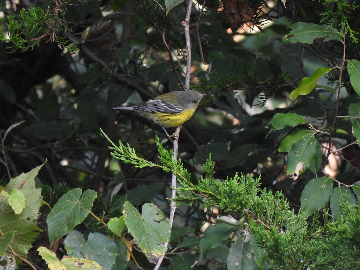 Magnolia Warbler - ML608840405