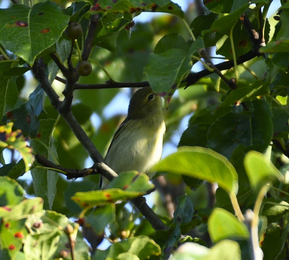 Tennessee Warbler - ML608840407