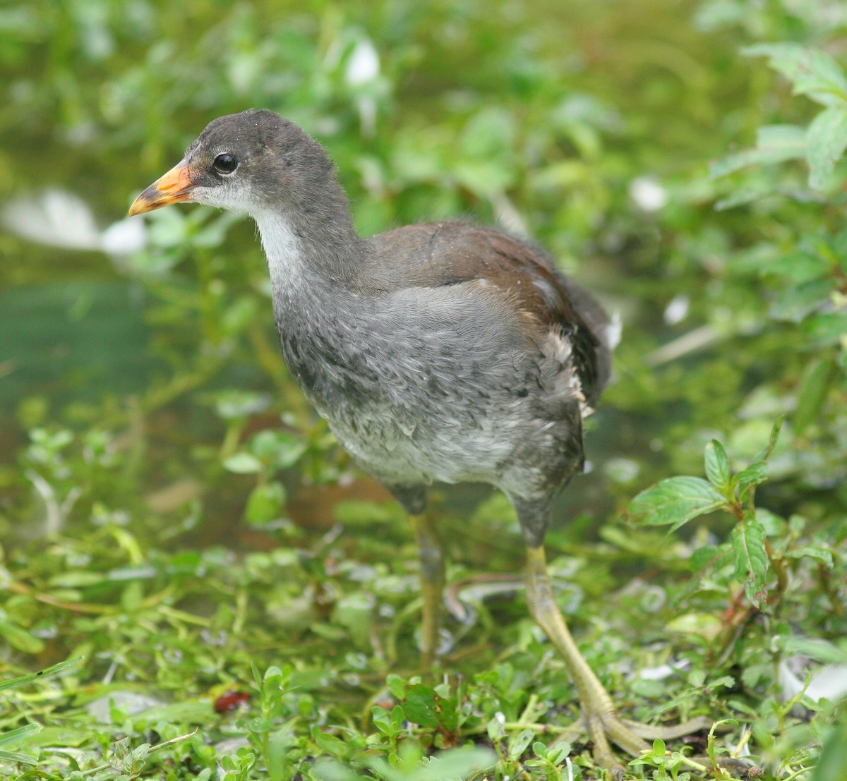 Common Gallinule - Matthew Bowman