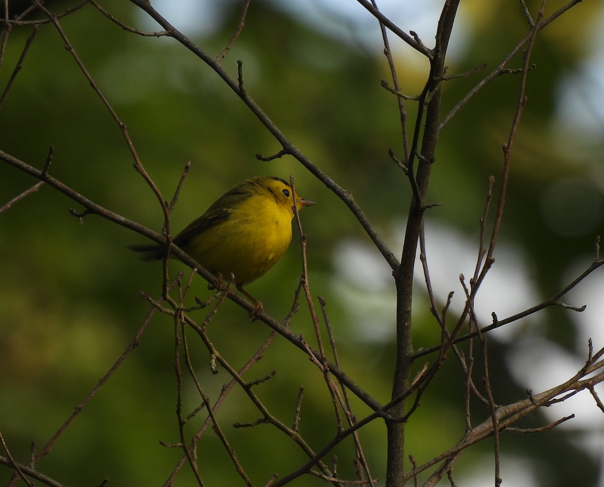 Wilson's Warbler - Leah Kmiecik