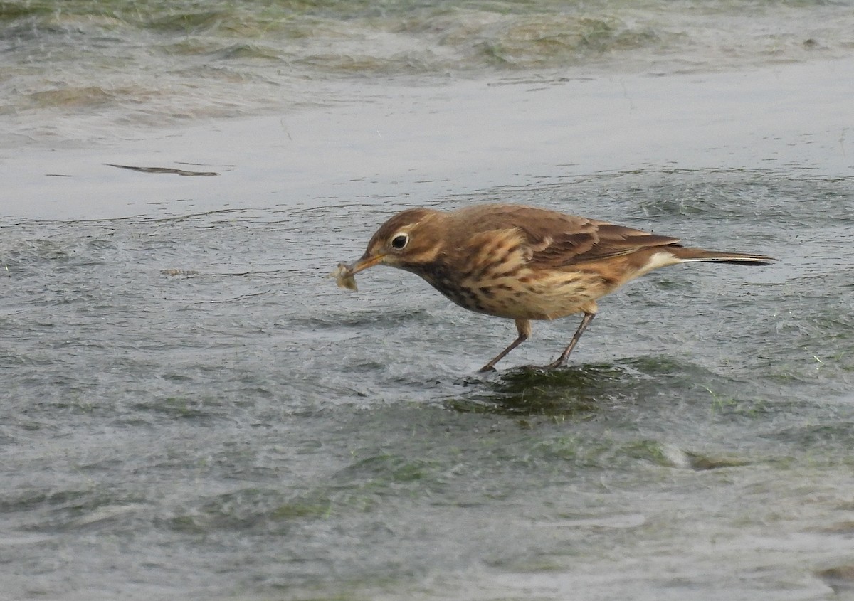 American Pipit - ML608840434