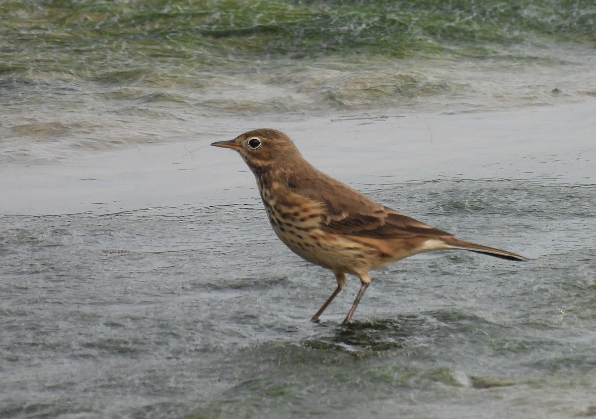 American Pipit - ML608840440