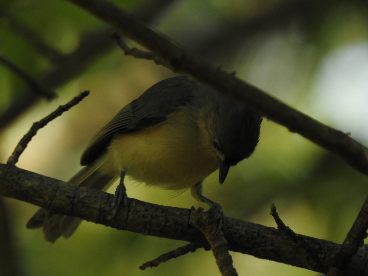 Tufted Titmouse - ML608840450
