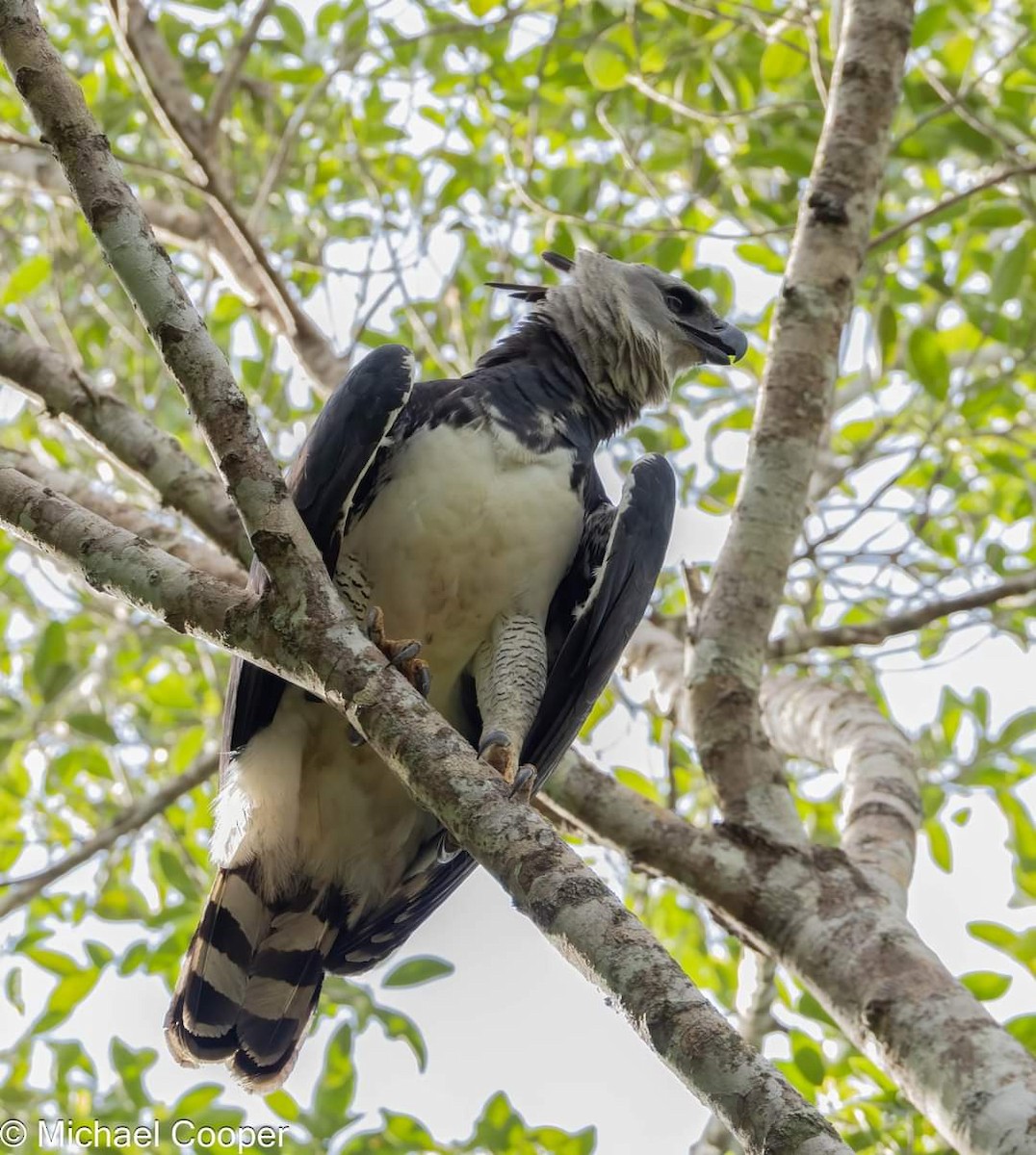 Harpy Eagle - ML608840454