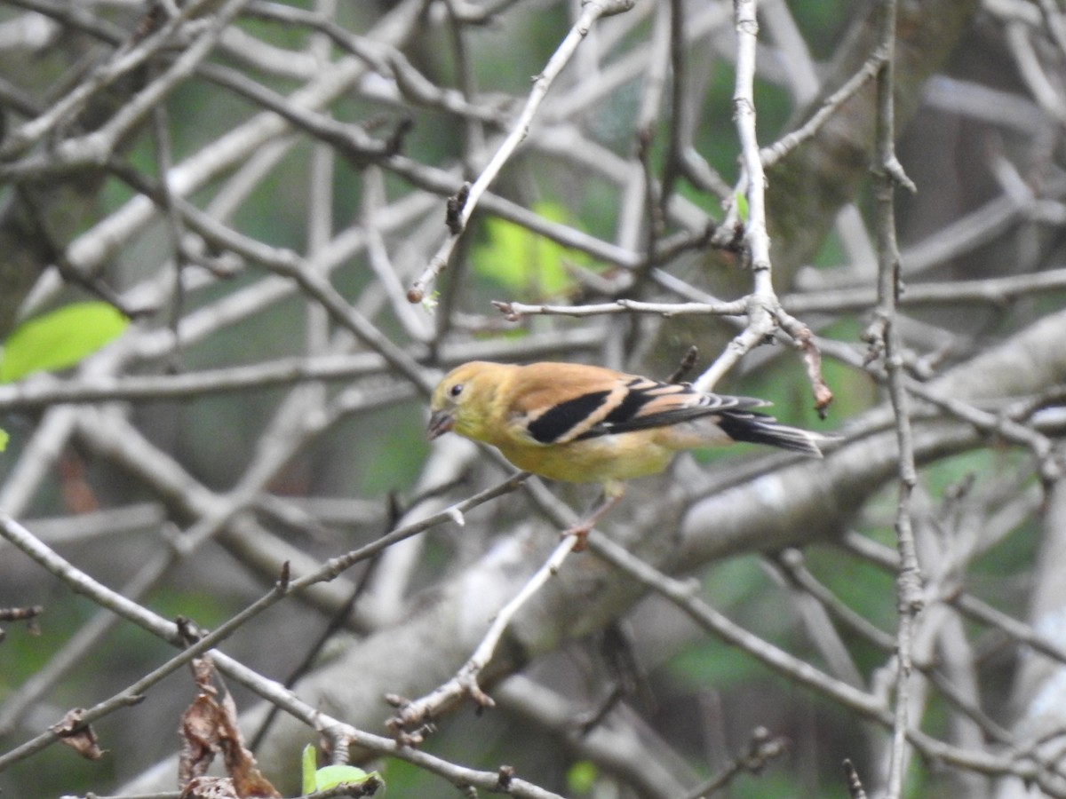 American Goldfinch - ML608840488