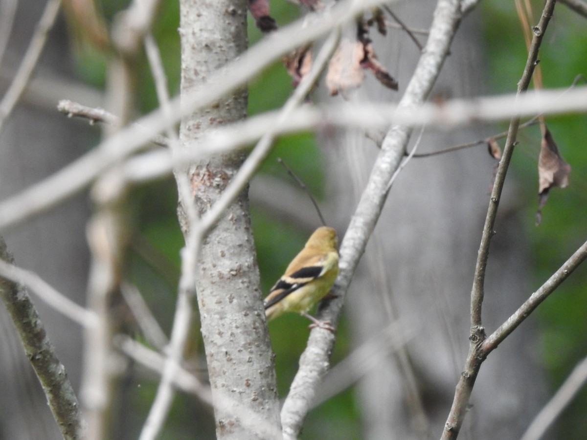 American Goldfinch - ML608840489