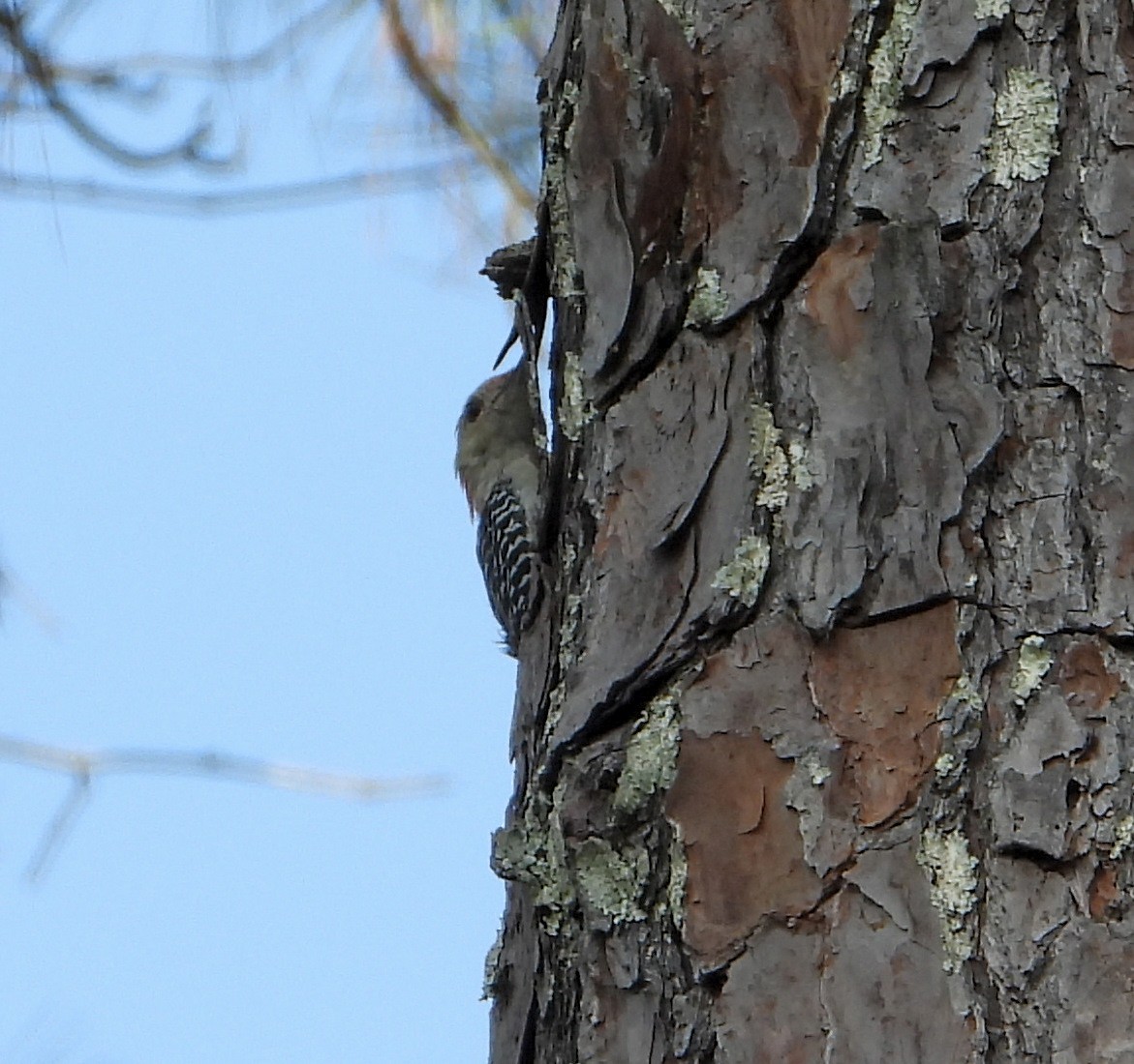 Red-bellied Woodpecker - ML608840534