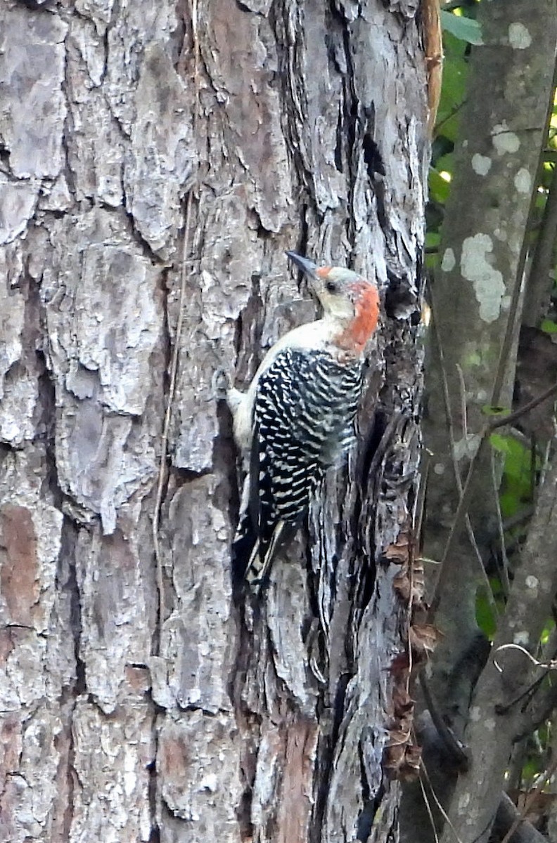 Red-bellied Woodpecker - ML608840543