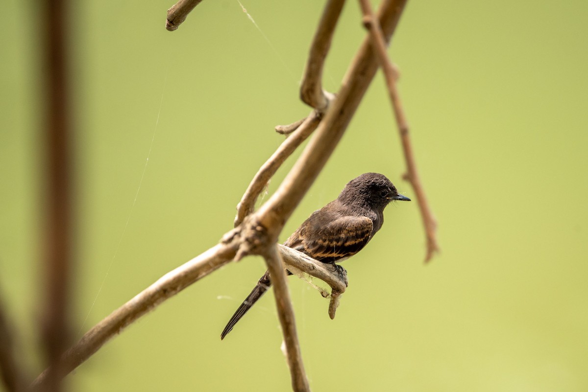 Black Phoebe - Felipe Penedo