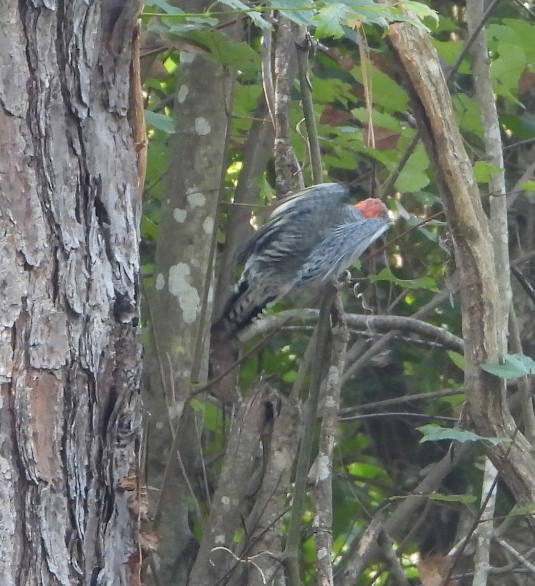 Red-bellied Woodpecker - ML608840565