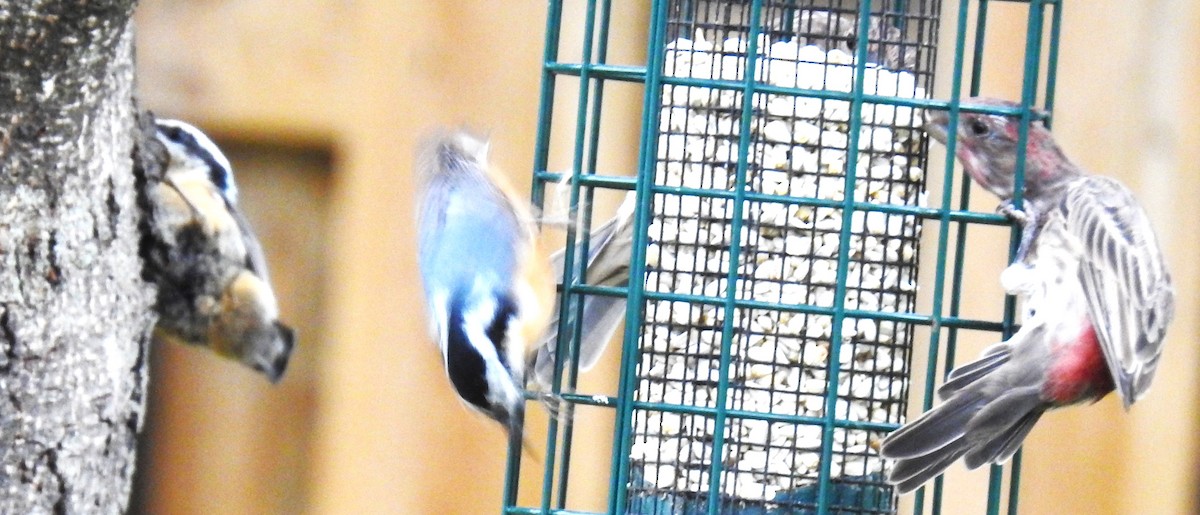 Red-breasted Nuthatch - ML608840628