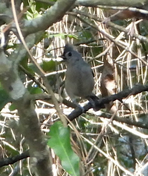 Tufted Titmouse - ML608840632