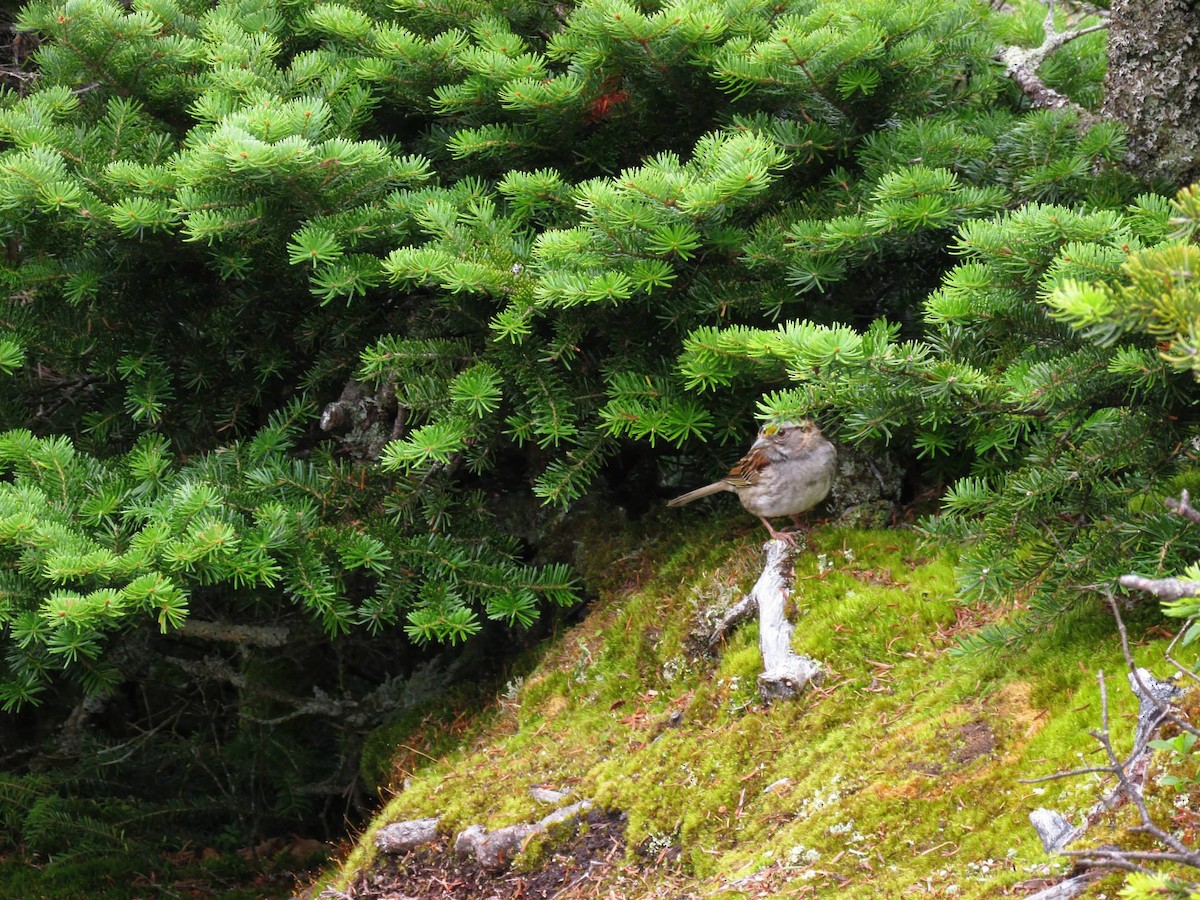 White-throated Sparrow - ML608840872