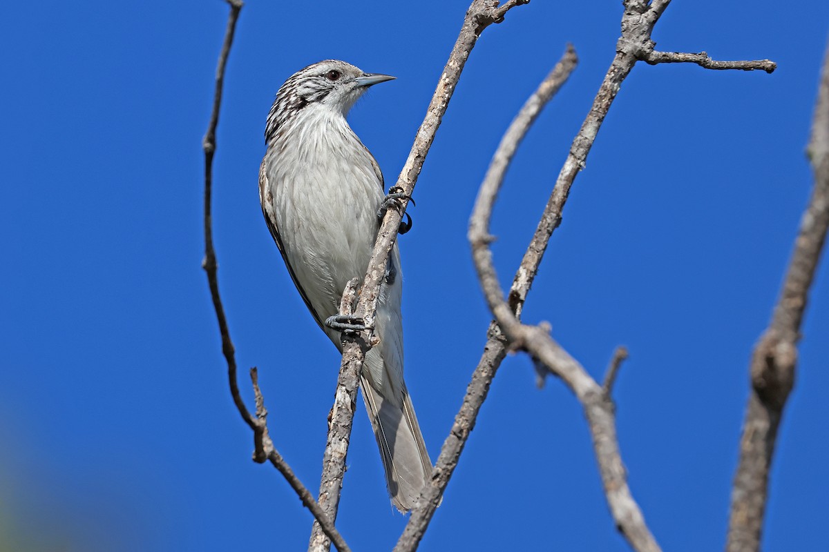 Striped Honeyeater - Stephen Murray