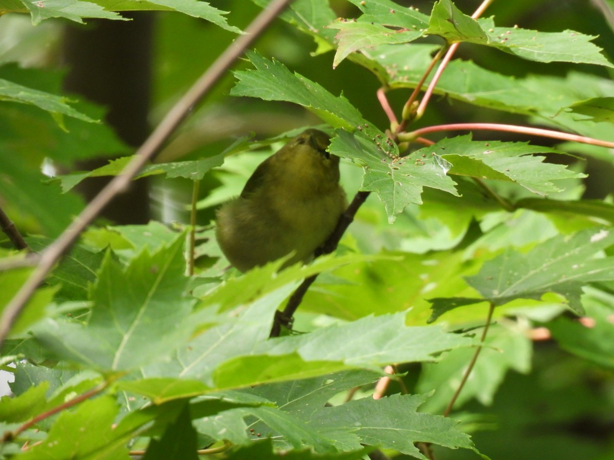 Tennessee Warbler - ML608840972