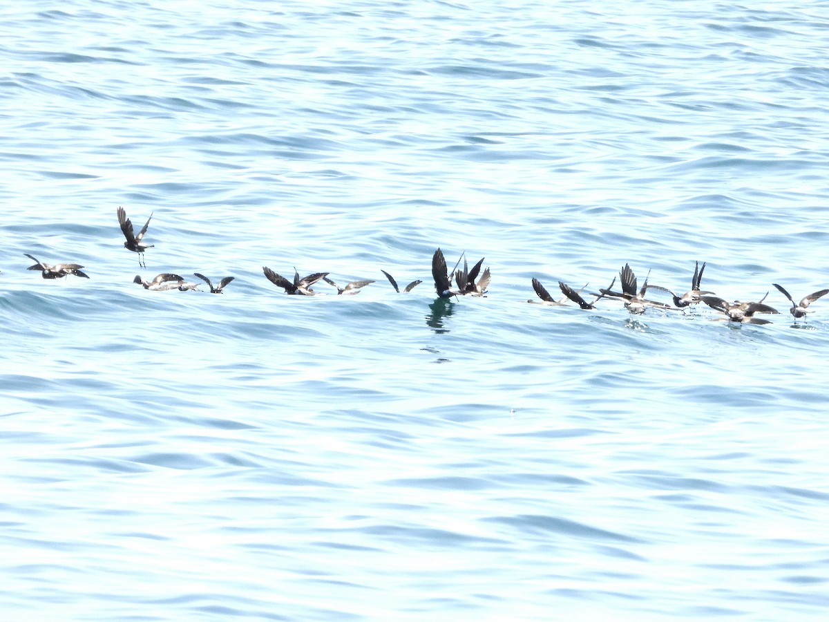 Wilson's Storm-Petrel - ML608841155