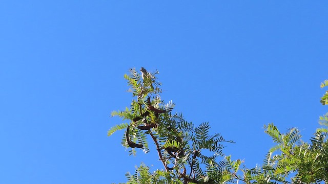 Mésange des genévriers - ML608841210