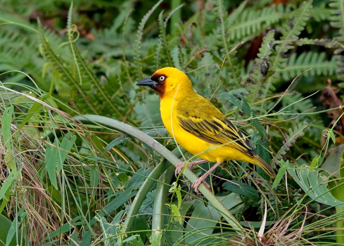 Northern Brown-throated Weaver - ML608841219