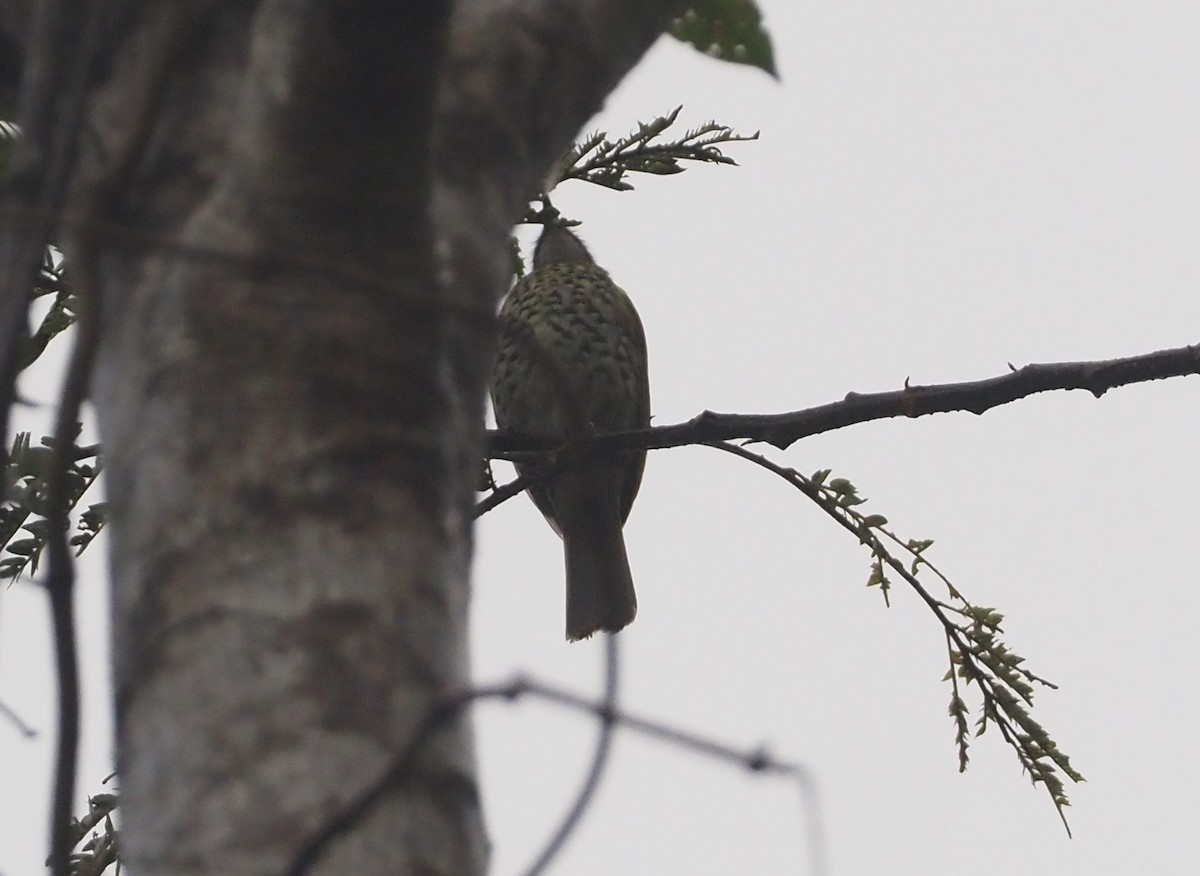 Spotted Honeyeater - Stephan Lorenz