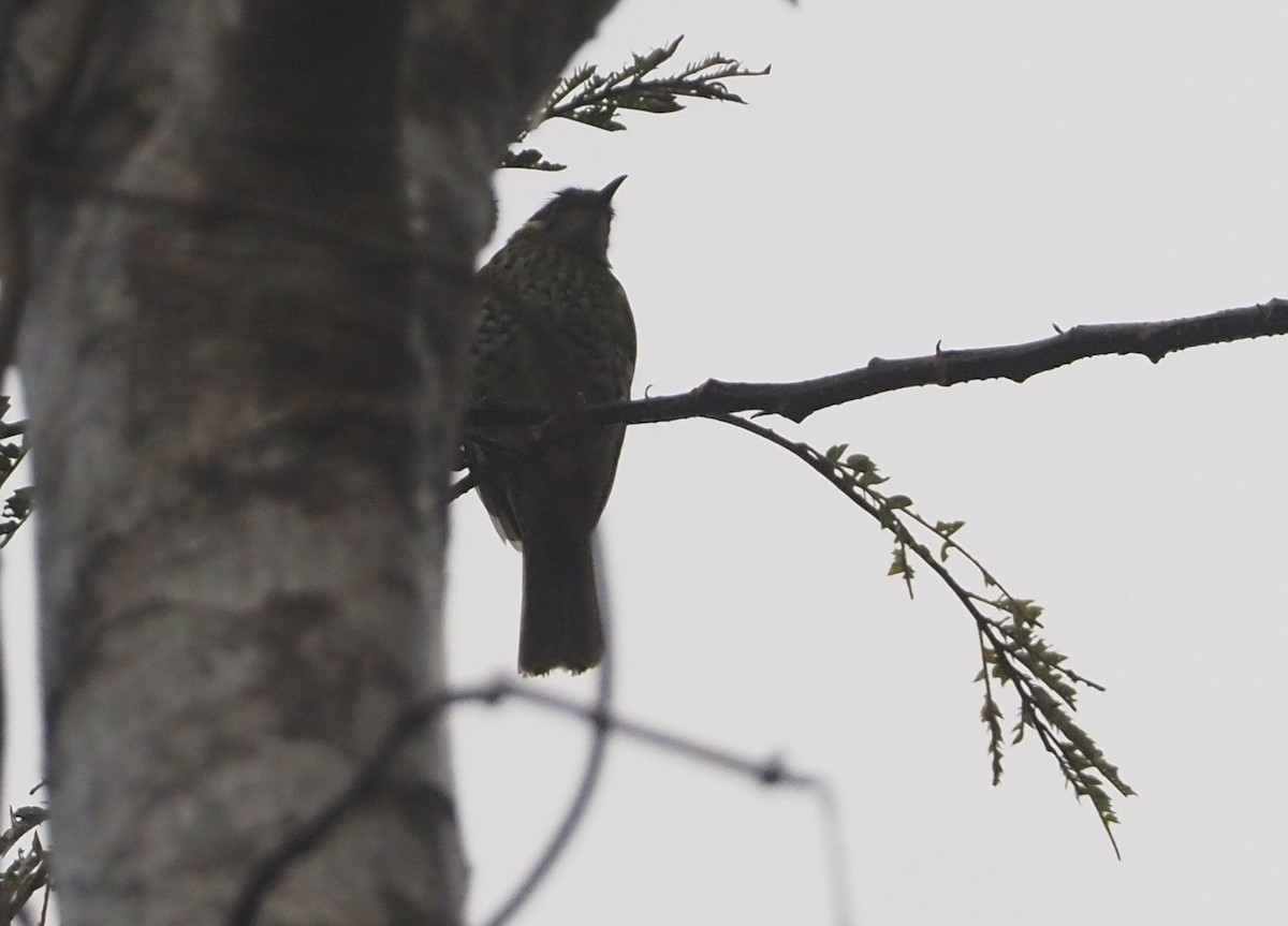 Spotted Honeyeater - ML608841284