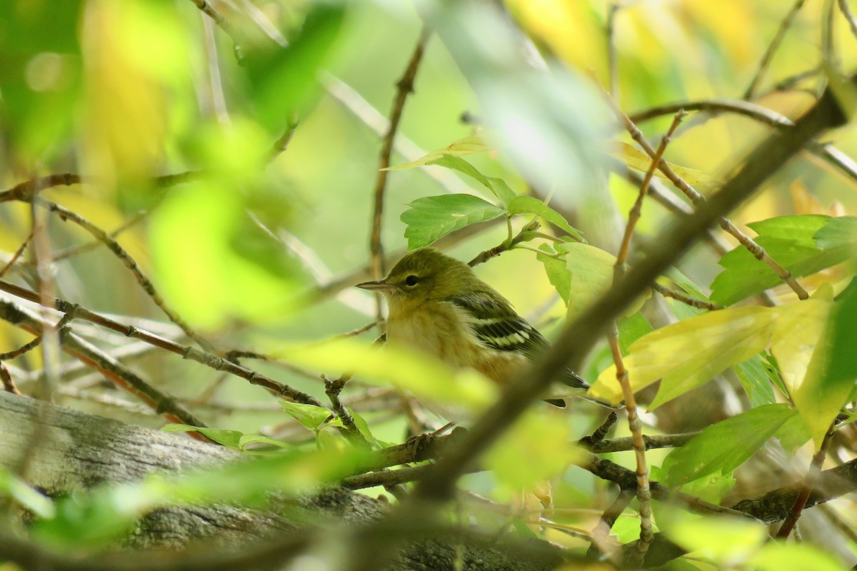 Bay-breasted Warbler - ML608841305